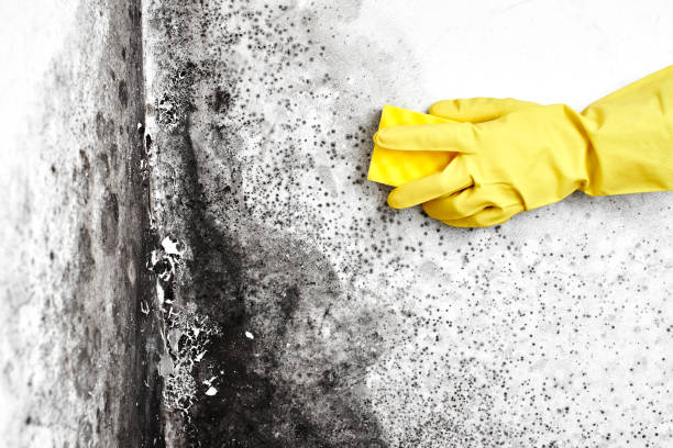 Best Industrial Mold Remediation in Arcola, IL
