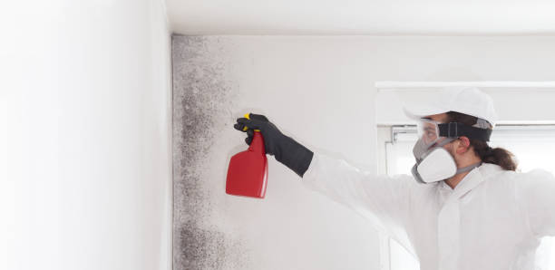Best Post-Flood Mold Remediation in Arcola, IL