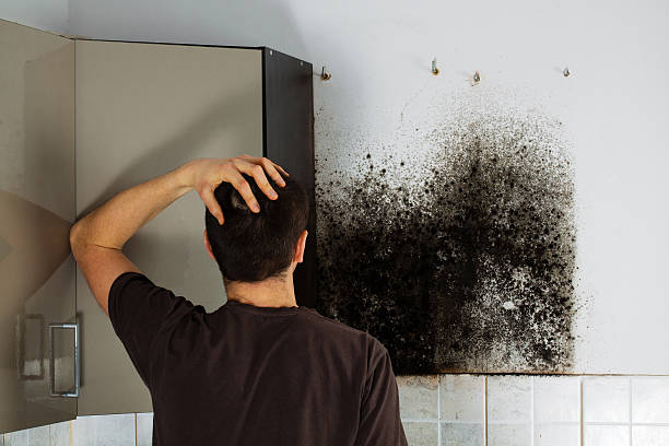 Best Black Mold Remediation in Arcola, IL