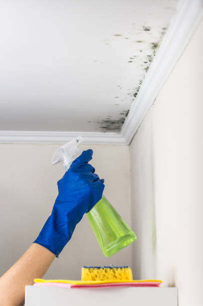 Best Residential Mold Remediation in Arcola, IL